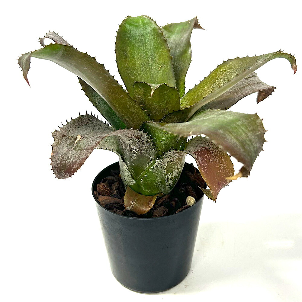 (観葉植物)一点物 ホヘンレゲリア アイスティ 3号(1株)|charm 店