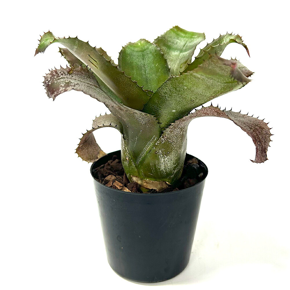 （観葉植物）一点物　ホヘンレゲリア　アイスティ　３号（１株）｜charm 店