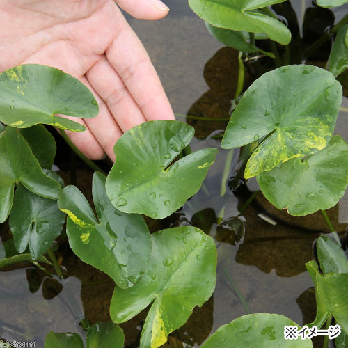 ビオトープ 水辺植物 河骨 斑入りコウホネ ポット 浮葉植物 Kermobile Fr