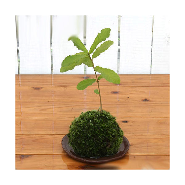 楽天市場 盆栽 苔玉 どんぐりの木 １個 観葉植物 コケ玉 Charm 楽天市場店