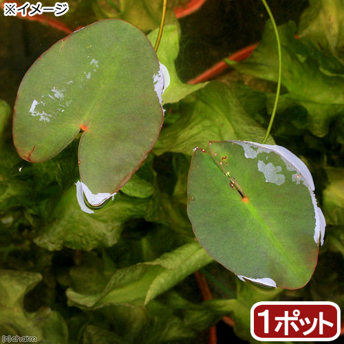 (ビオトープ)水生植物 河骨 ベニオグラコウホネ(紅巨椋河骨)(1ポット) 浮葉植物(休眠状態)