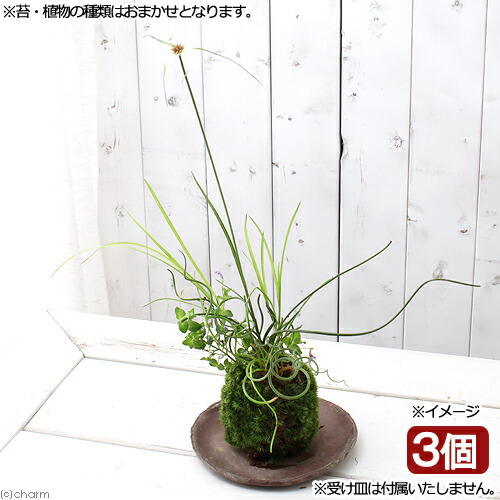 楽天市場 盆栽 苔玉 水辺植物３種寄せ植え 品種おまかせ ３個 観葉植物 コケ玉 Charm 楽天市場店