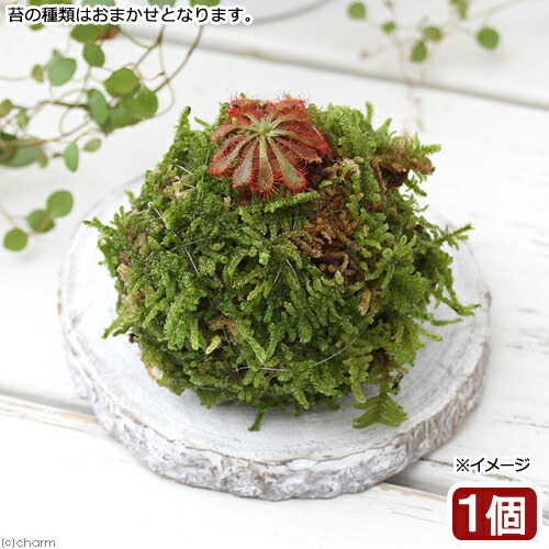 楽天市場】（食虫植物） 苔テラリウム ハエトリソウ ガラスボトルL