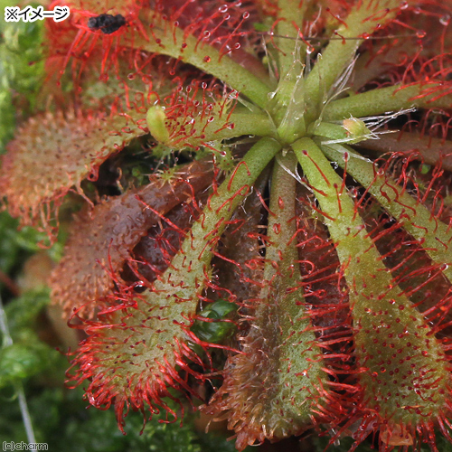 楽天市場 盆栽 ミニ苔玉 モウセンゴケ 品種おまかせ １個 観葉植物 コケ玉 Charm 楽天市場店