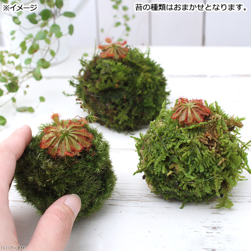 楽天市場 盆栽 ミニ苔玉 モウセンゴケ 品種おまかせ １個 観葉植物 コケ玉 Charm 楽天市場店