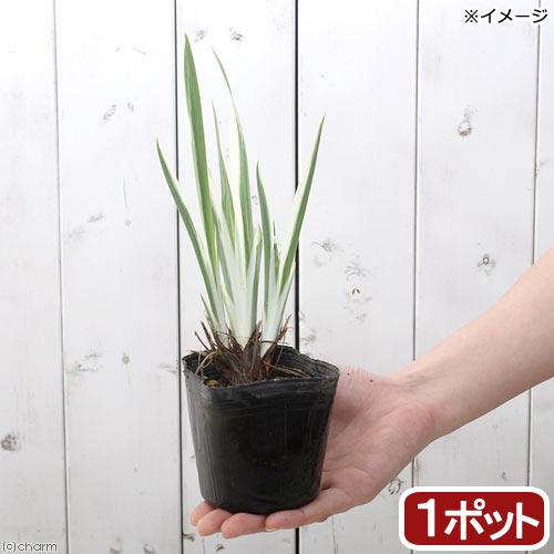 楽天市場 ビオトープ 水辺植物 花菖蒲 斑入りハナショウブ １ポット 湿性植物 Charm 楽天市場店