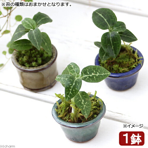 楽天市場】（山野草）苔盆栽 おまかせ山野草 豆鉢植え（1鉢