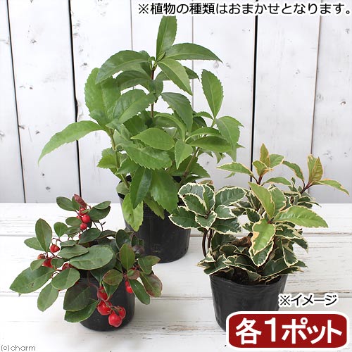 盆栽鉢　小品盆栽　山野草 楽天市場】（山野草）苔盆栽 おまかせ山野草 豆鉢植え（1鉢