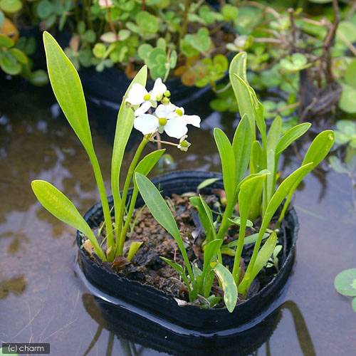 ビオトープ 水辺植物 ナガバオモダカ グラミネア ポット 抽水植物 Marcsdesign Com