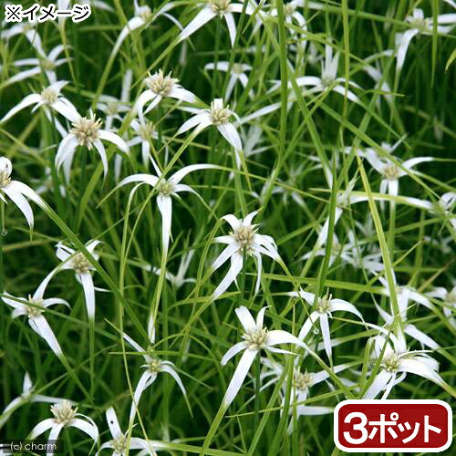ビオトープ 水辺植物 シラサギカヤツリ ポット 湿生植物 Hotjobsafrica Org