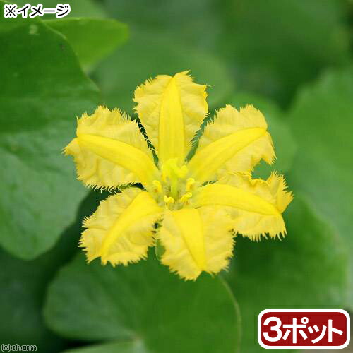 楽天市場 ビオトープ 水辺植物 アサザ レモンイエロー花 ３ポット 浮葉植物 Charm 楽天市場店