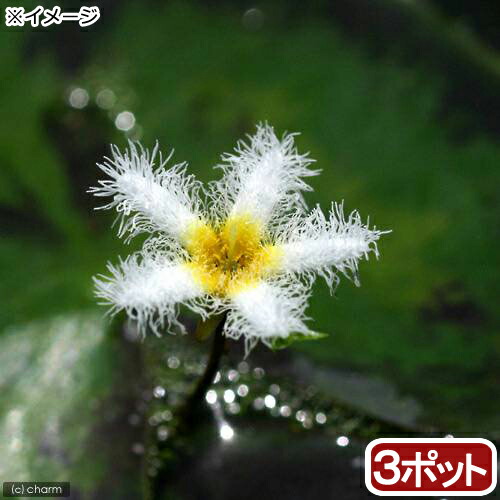 楽天市場】（ビオトープ）水生植物 ミクリ（1ポット） 抽水植物