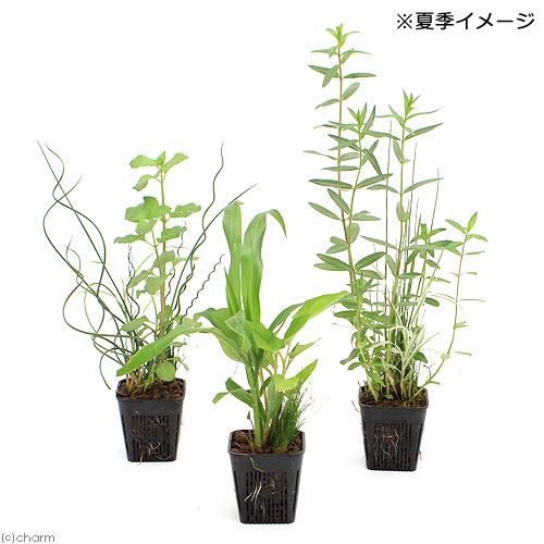 楽天市場 ビオトープ 水辺植物 メダカが喜ぶ水辺植物 産卵 冬眠用寄せ植え ３号 ２ポットセット 水質浄化 Charm 楽天市場店