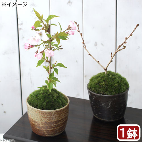 楽天市場】（山野草）盆栽 和盆栽 ミニ樹木苗 鉢おまかせ（3鉢