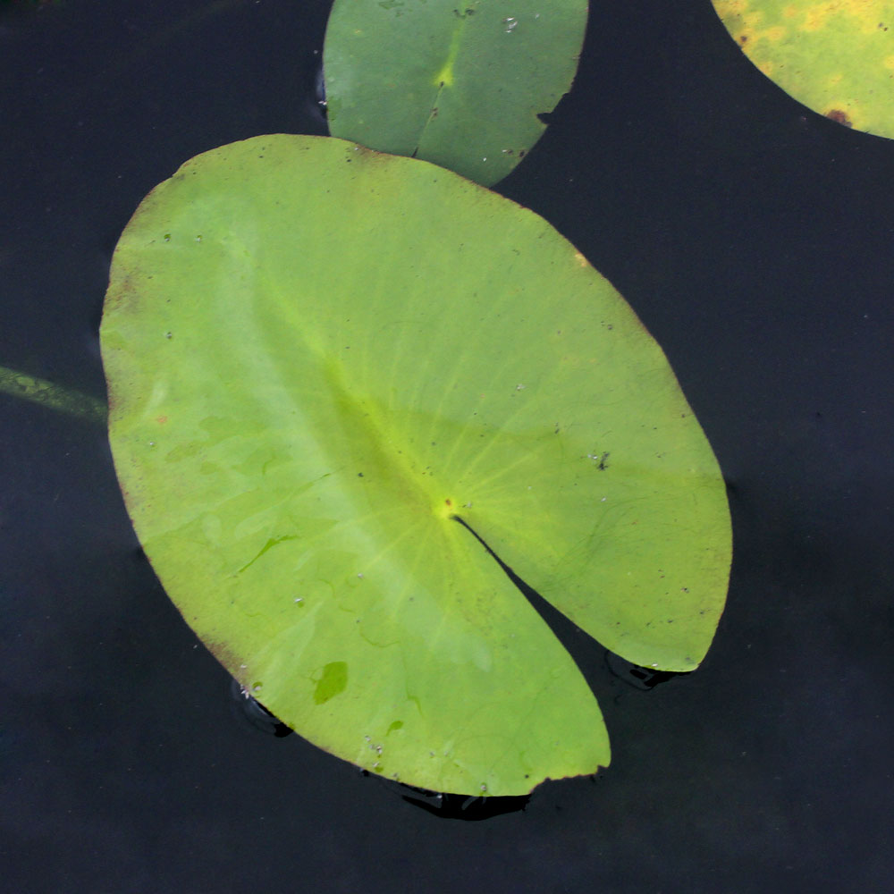 楽天市場 ビオトープ 水辺植物 オゼコウホネ １ポット 浮葉植物 沖縄別途送料 Charm 楽天市場店