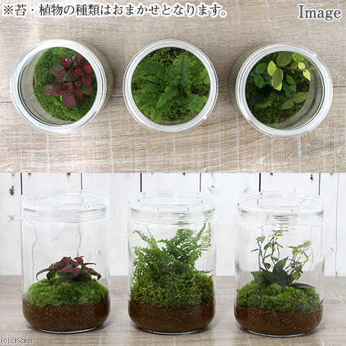 楽天市場 観葉植物 苔ｔｅｒｒａｒｉｕｍ おまかせオアシス苗 ガラスボトルｌ 説明書付 Charm 楽天市場店