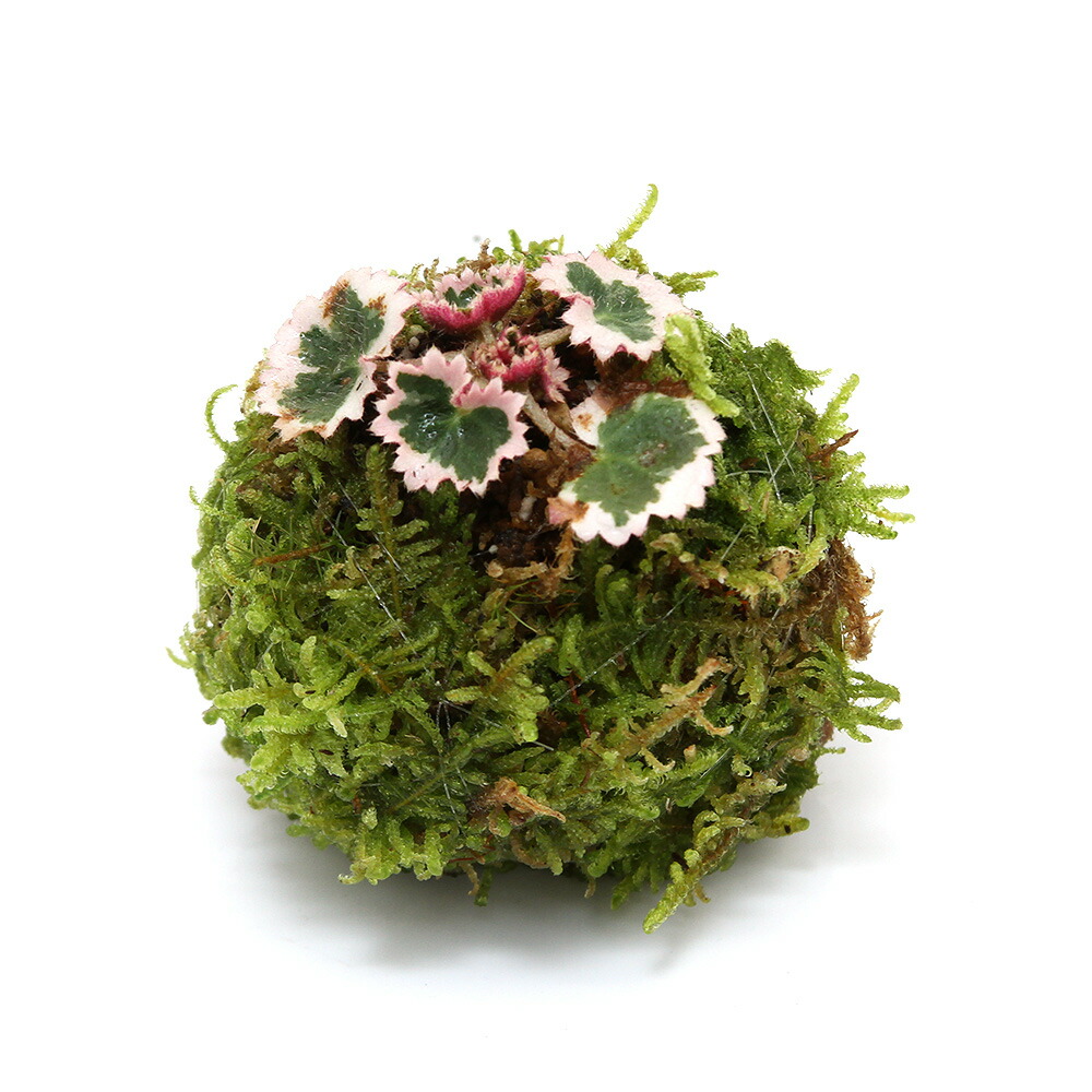 楽天市場】（観葉植物）苔玉 メルヘンの木 Ｖｅｒ．這苔（１個） : charm 楽天市場店