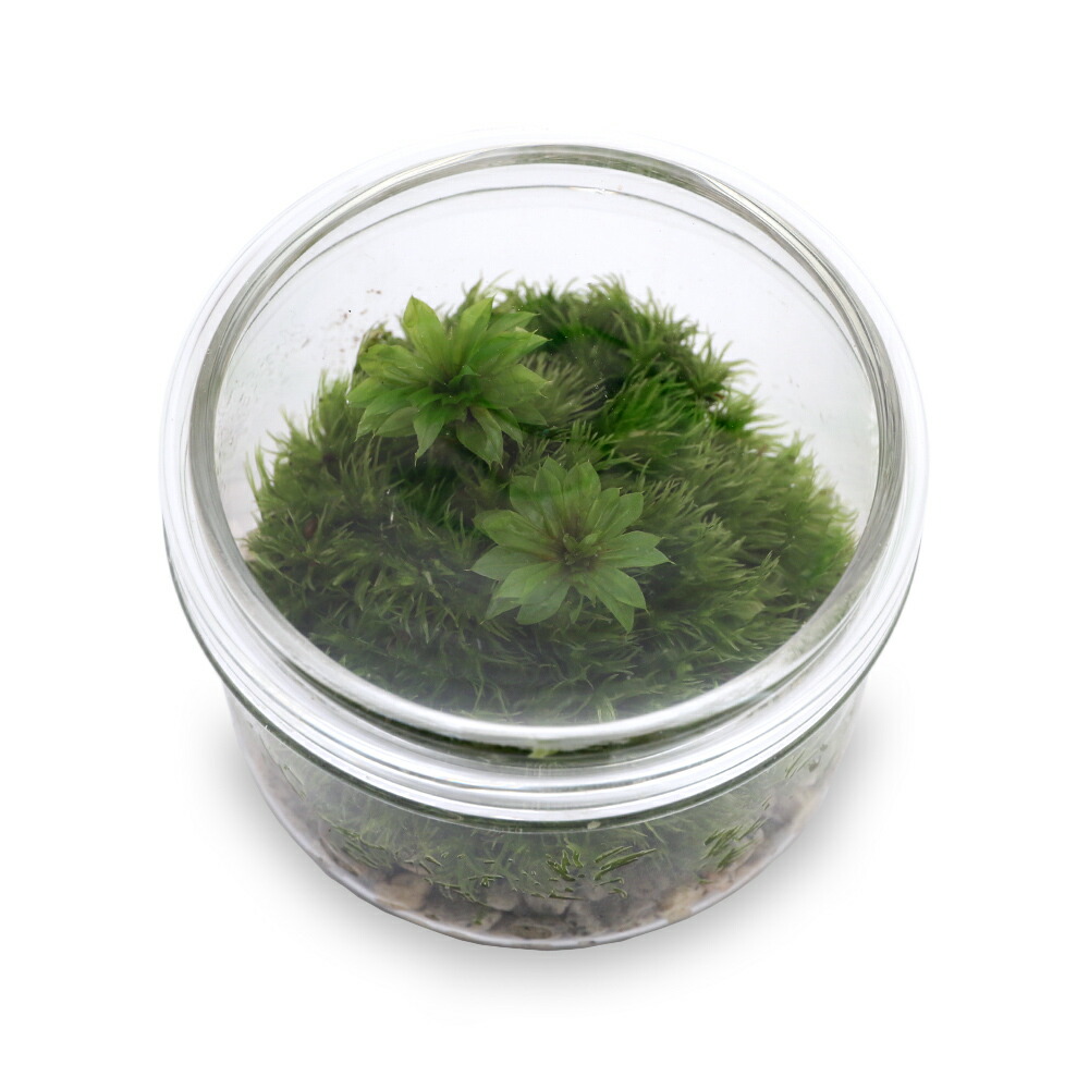 【（観葉植物）苔テラリウム カサゴケモドキ 蓋付きカップＳ 説明書付 charm 