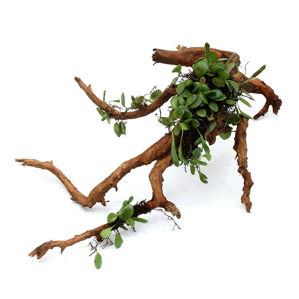 楽天市場】爬虫類ケージ GEX レプテリア クリアネオフィット 180