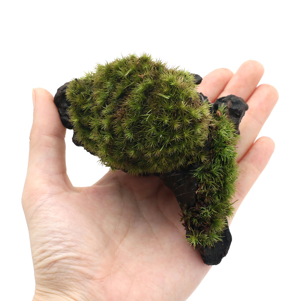 楽天市場 観葉植物 苔 テラ向け ヤマゴケ付流木 ミニサイズ ７ｃｍ程度 １本 Charm 楽天市場店