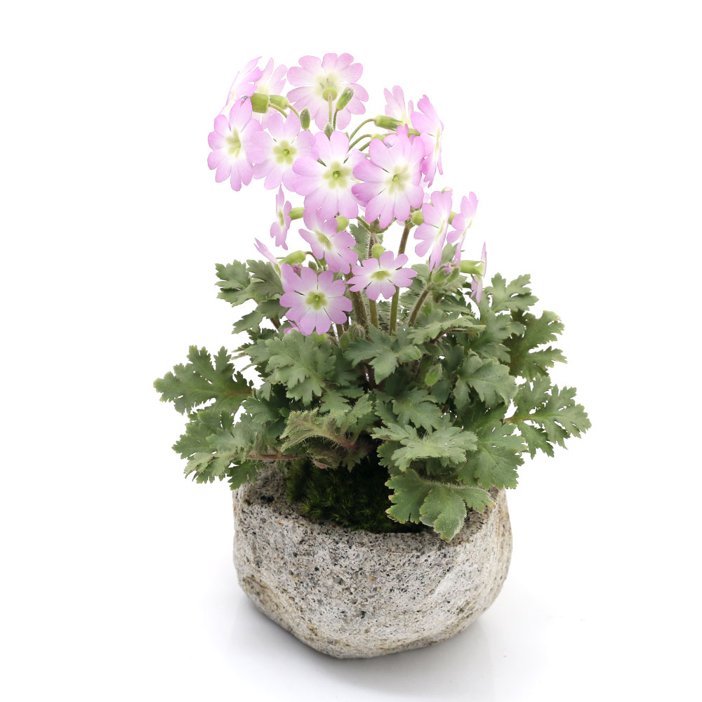 楽天市場 盆栽 苔盆栽 雲南桜草 ウンナンサクラソウ 白溶岩石鉢 ｓサイズ １鉢 Charm 楽天市場店