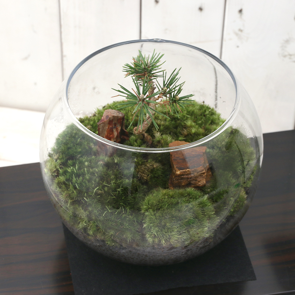 楽天市場 観葉植物 苔ｔｅｒｒａｒｉｕｍ 和景レイアウトセット 黒松 説明書付 Charm 楽天市場店