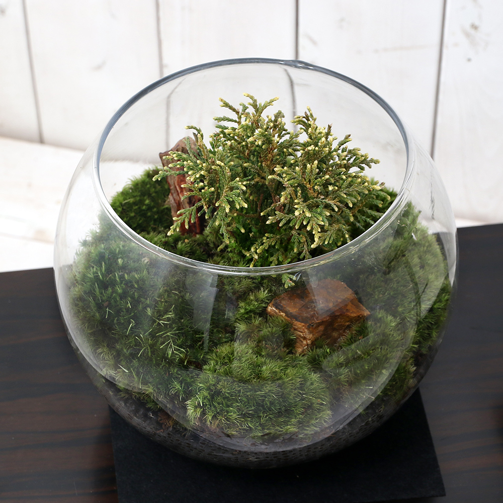 楽天市場 観葉植物 苔ｔｅｒｒａｒｉｕｍ 和景レイアウトセット 白芽椹 シロメサワラ 説明書付 本州四国限定 Charm 楽天市場店