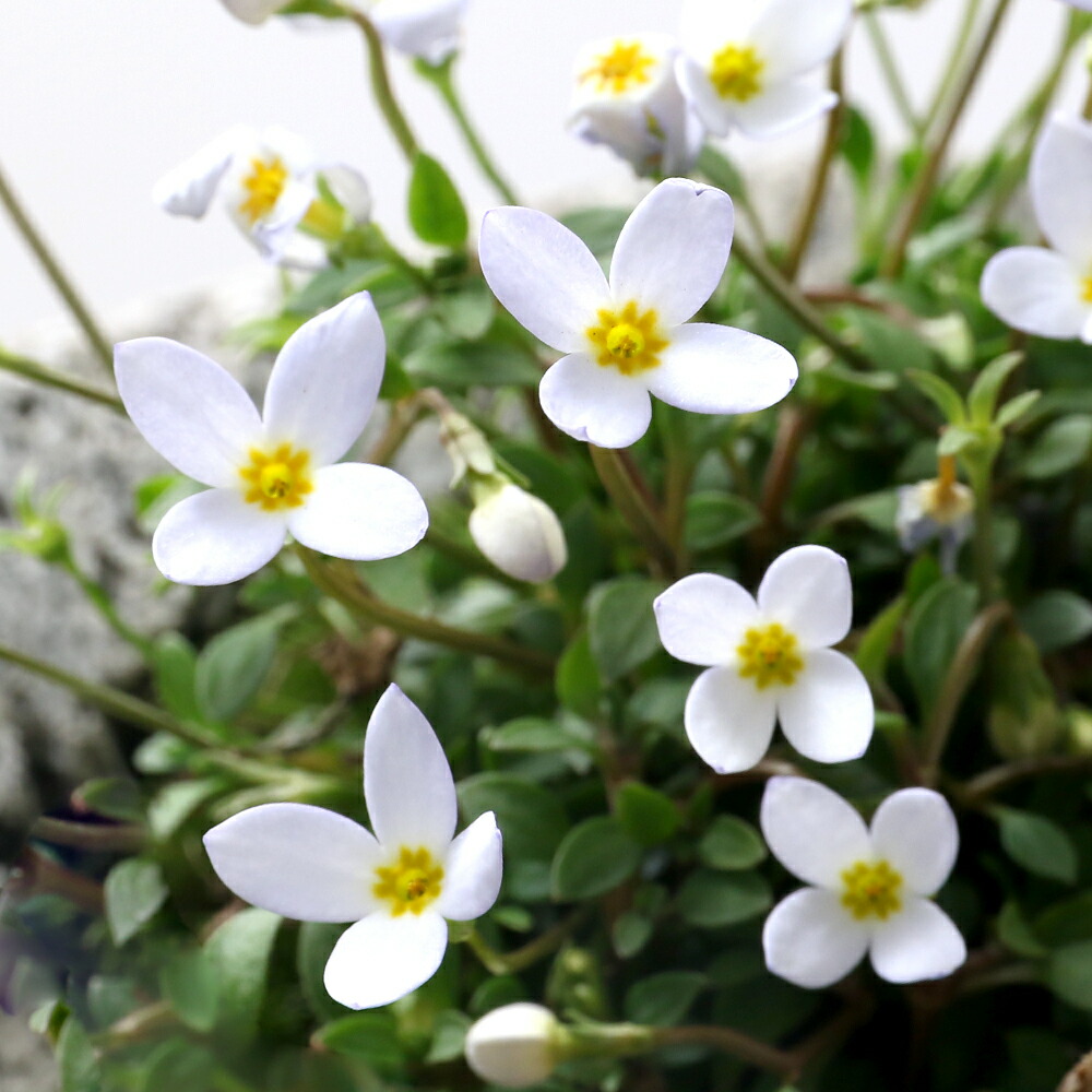 楽天市場 盆栽 苔盆栽 白花ヒナソウ 白花雛草 白溶岩石鉢 ｓサイズ １鉢 Charm 楽天市場店