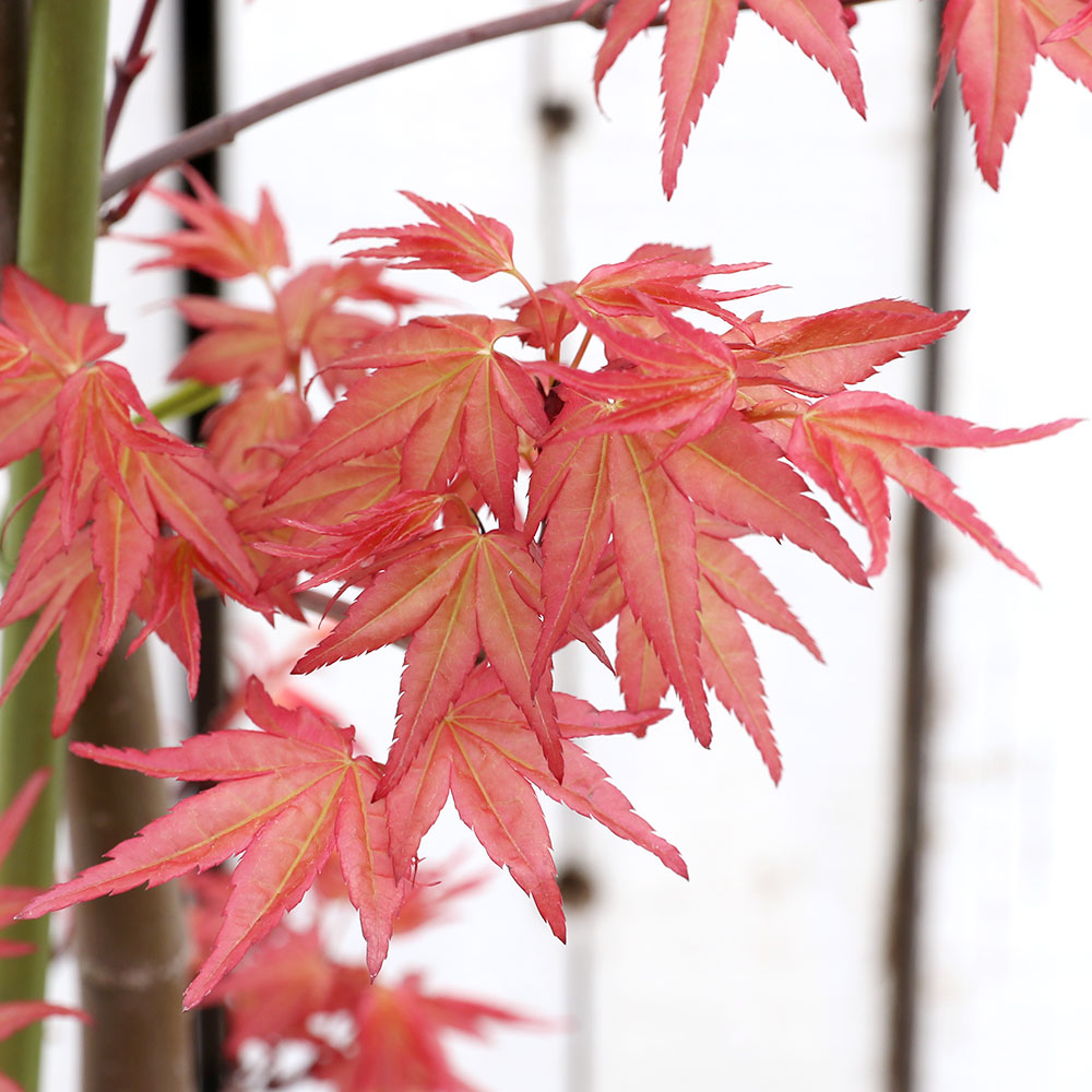 楽天市場 盆栽 モミジ 大ポット 千染 チシオ ５ ６号 １鉢 同梱不可 Charm 楽天市場店