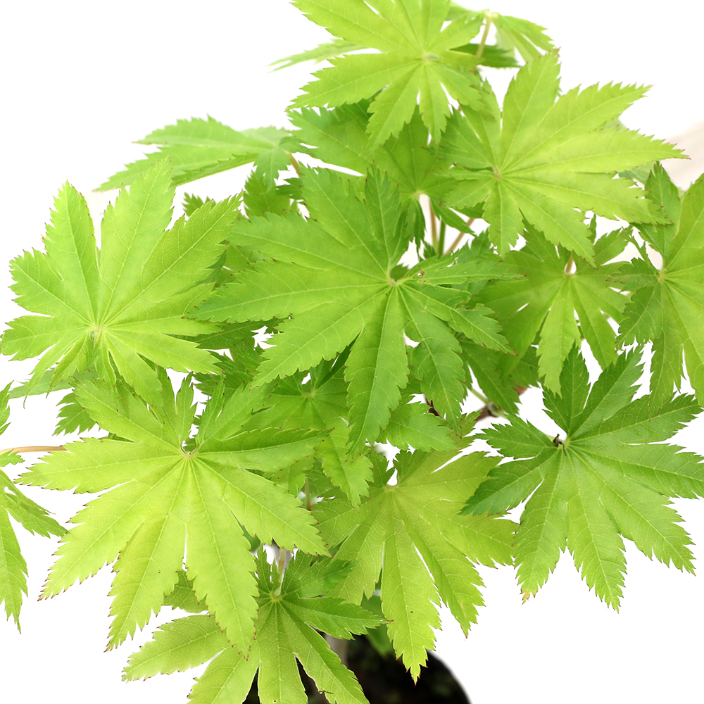 楽天市場】（山野草）盆栽 ウリハダカエデ（瓜膚楓） 樹高15