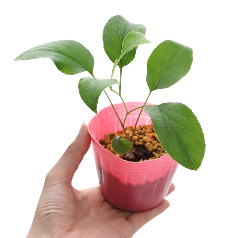 楽天市場 山野草 桃色オケラ 桃色朮 ３号 １ポット Charm 楽天市場店
