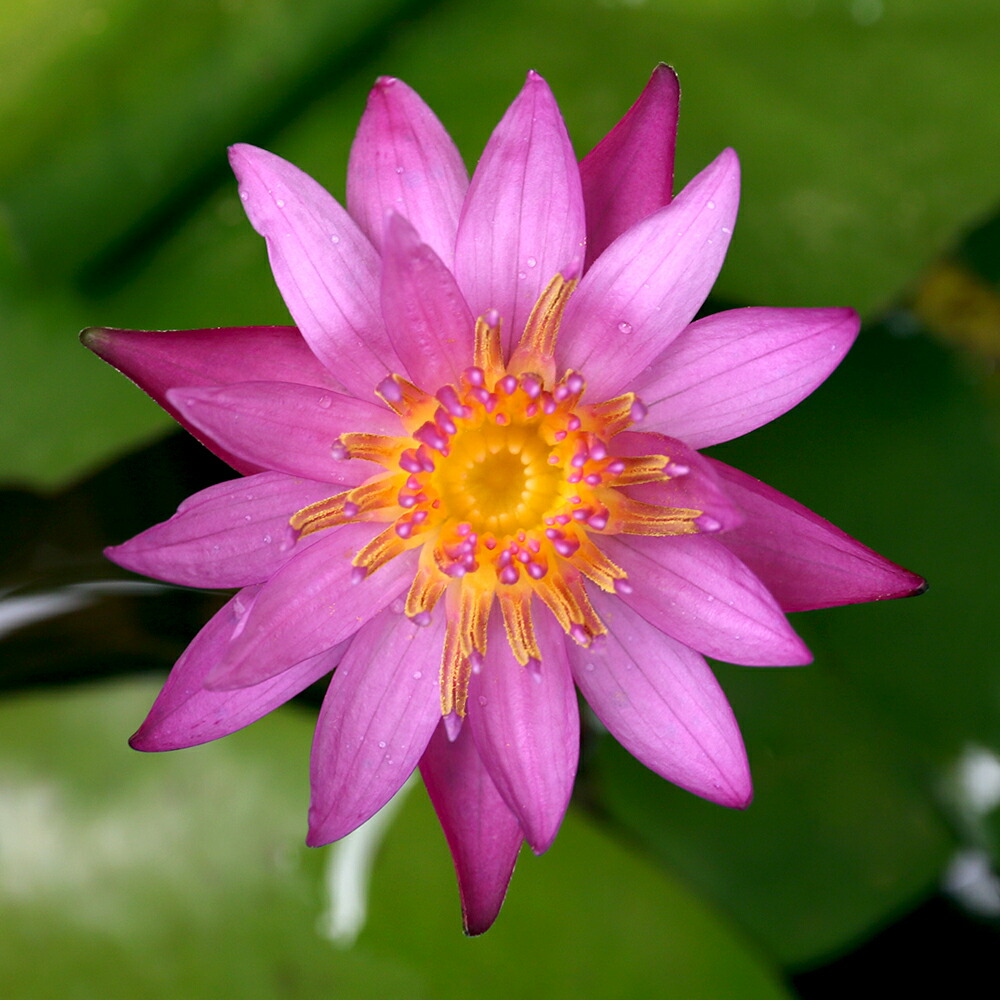 楽天市場】（ビオトープ）睡蓮 熱帯性睡蓮（スイレン）（水色