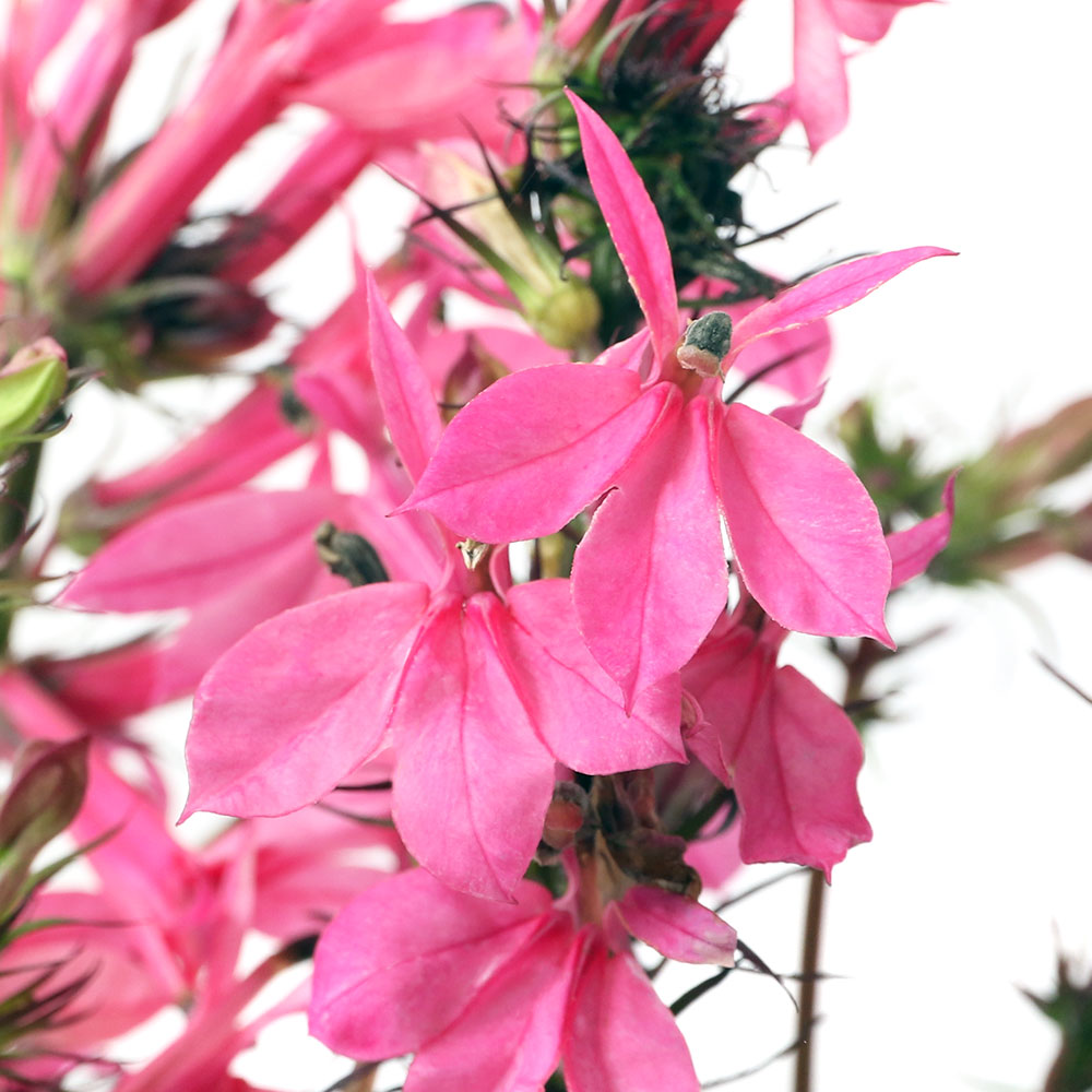 楽天市場 ビオトープ 水辺植物 桃花サワギキョウ １ポット 湿性植物 Charm 楽天市場店