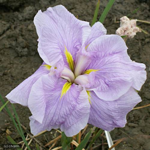 (ビオトープ)水辺植物 花菖蒲 桜椿(サクラツバキ) 肥後系桃花八重咲(1ポット)