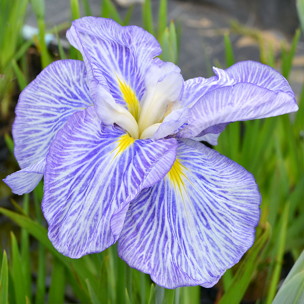 楽天市場 ビオトープ 水辺植物 花菖蒲 新浜扇 シンハマオウギ 肥後系青紫地白脈大輪六英花 １ポット Charm 楽天市場店