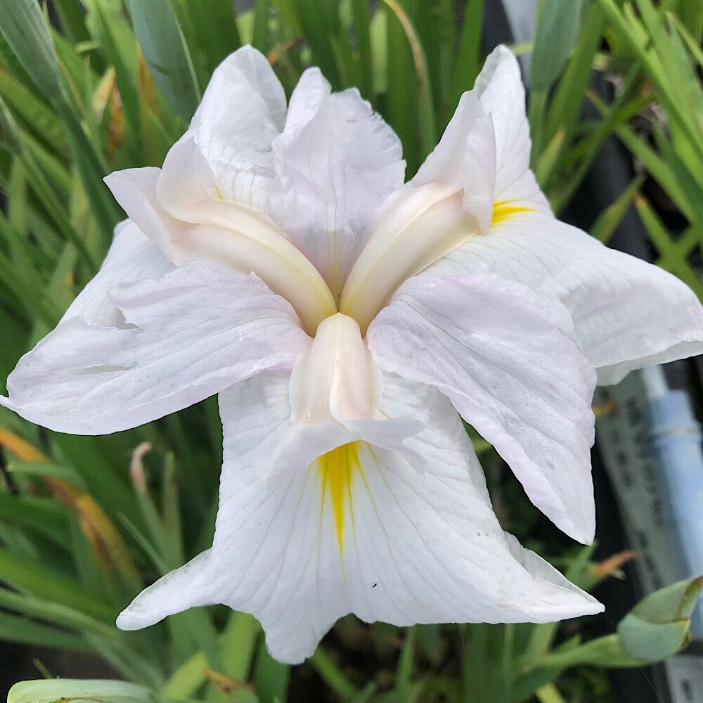 暦生活 こよみせいかつ | 5/5のにっぽんのいろは「菖蒲色