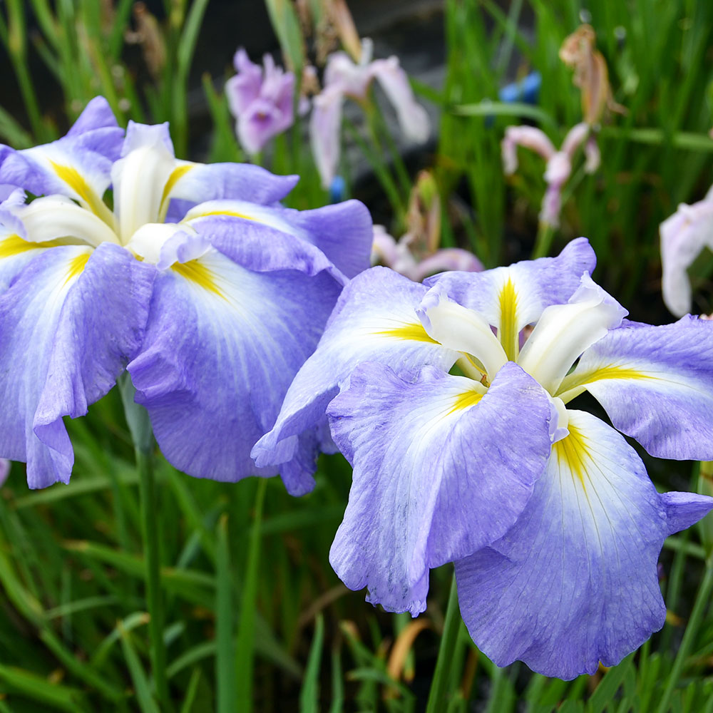 楽天市場 ビオトープ 水辺植物 花菖蒲 オーシャンミスト 米国系濃藤色底白ぼかし六英花 １ポット Charm 楽天市場店