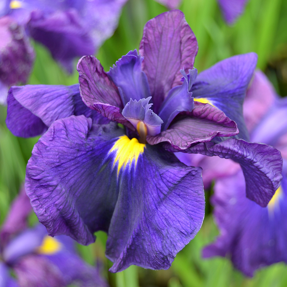 楽天市場 ビオトープ 水辺植物 花菖蒲 黒船 クロフネ 江戸系濃紺色三英花 １ポット 休眠株 Charm 楽天市場店