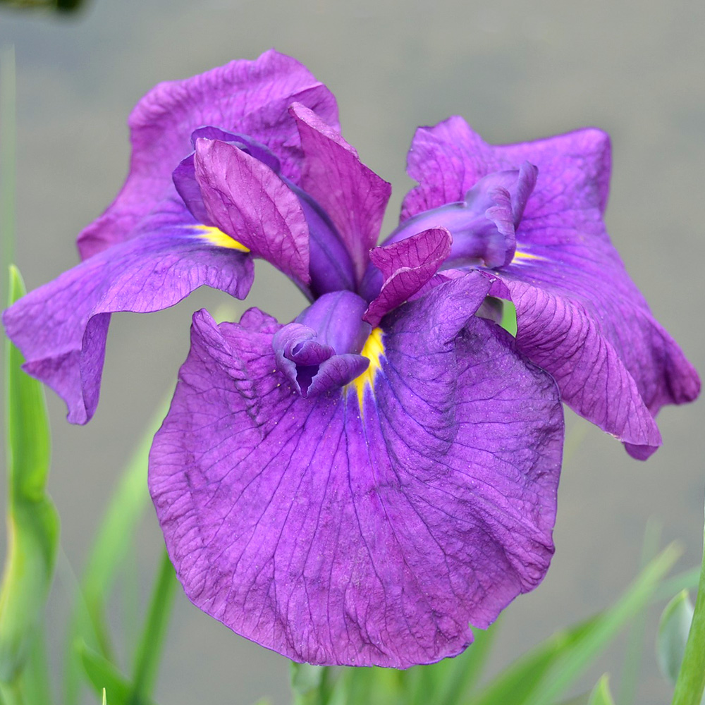 楽天市場 ビオトープ 水辺植物 花菖蒲 峰紫 ミネムラサキ 江戸系濃紫中輪三英花早咲 １ポット 休眠株 Charm 楽天市場店