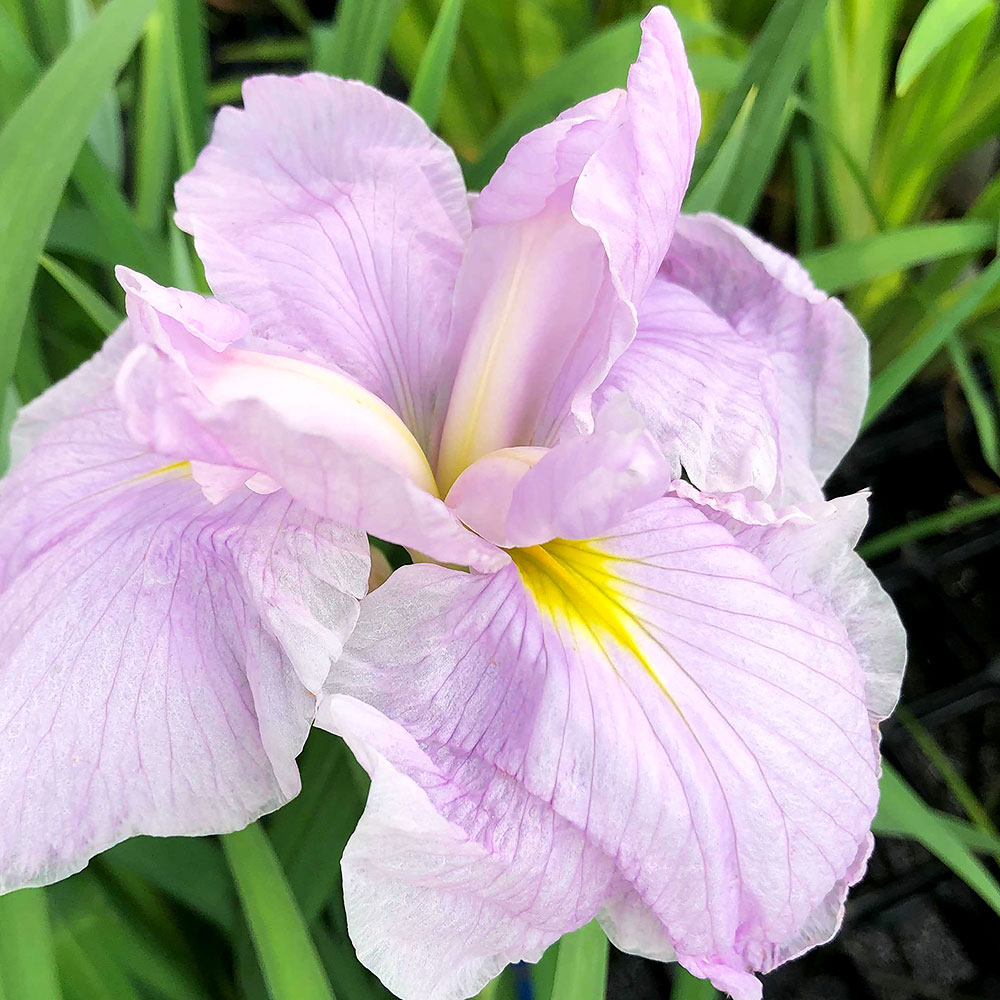 楽天市場 ビオトープ 水辺植物 花菖蒲 淡雪桜 アワユキザクラ 肥後系薄桃白六英花 １ポット Charm 楽天市場店
