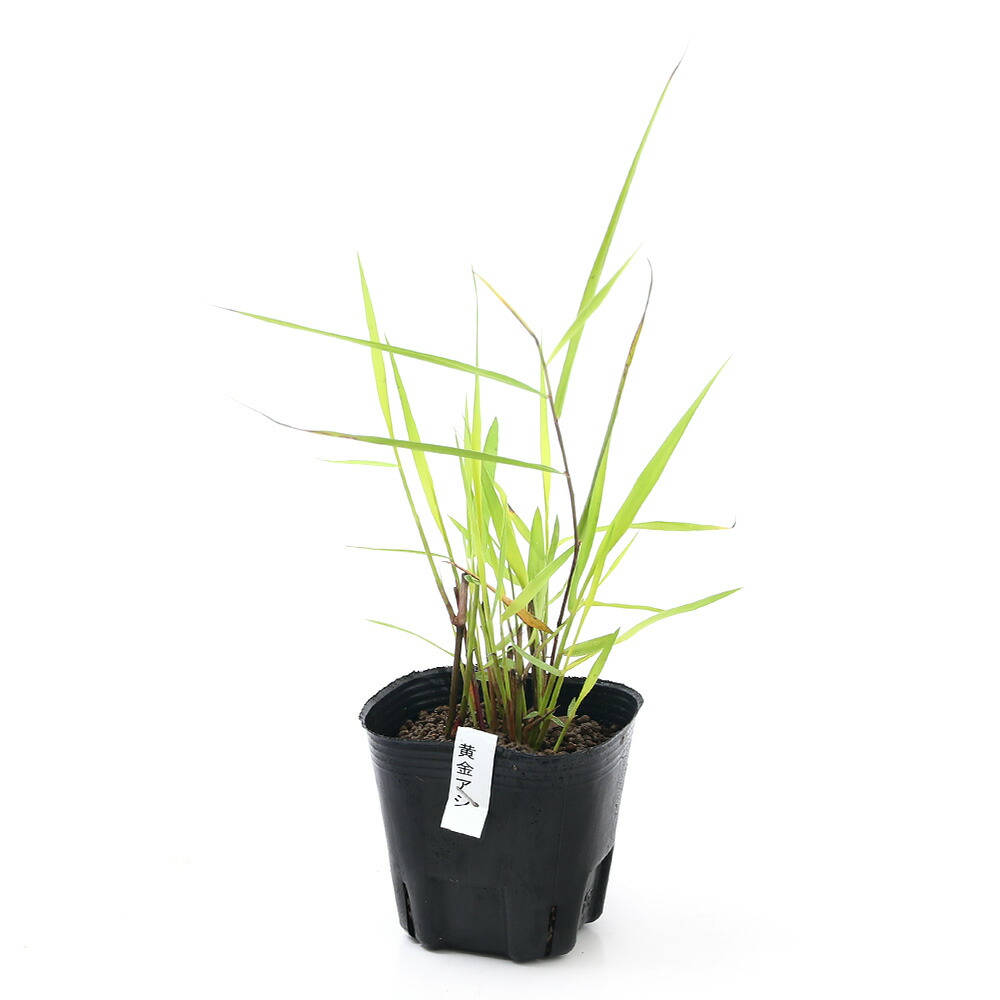 楽天市場 ビオトープ 水辺植物 オウゴンアシ 黄金葦 １ポット 湿生植物 Charm 楽天市場店