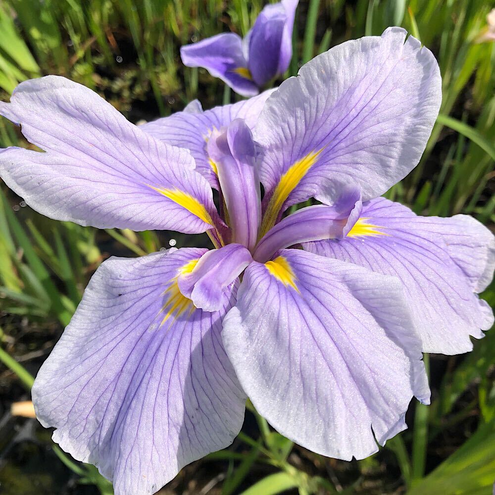 楽天市場】（ビオトープ）水生植物 花菖蒲 小笹川（コザサガワ