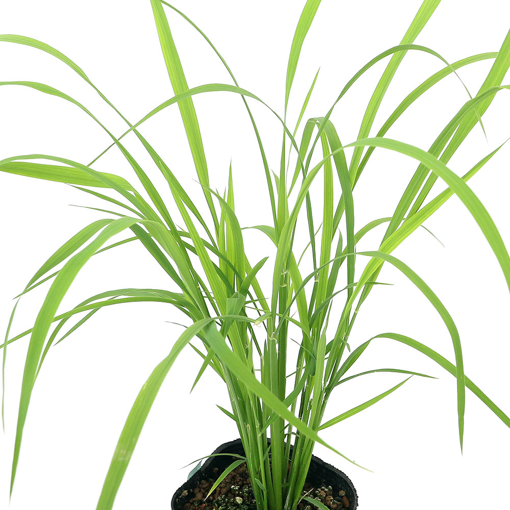 全商品オープニング価格 ビオトープ 水辺植物 ジュンサイ １株 浮葉植物