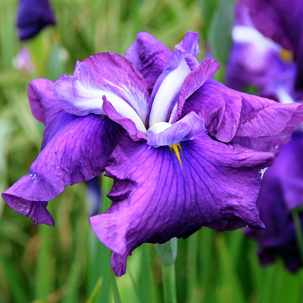 冬バーゲン ビオトープ 水辺植物 花菖蒲 新紫式部 シンムラサキシキブ 伊勢系青紫三英花 １ポット Toyama Nozai Co Jp