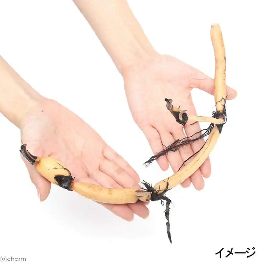 （ビオトープ）蓮　ハス（桃）　艶陽天（エンヨウテン）　大型品種（１ポット分）（休眠状態）