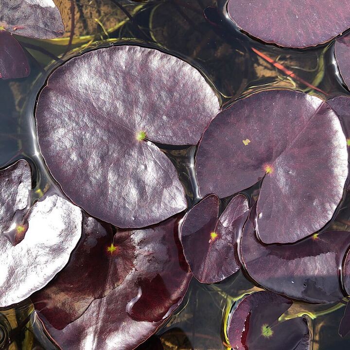 ウォーターガーデニングをはじめませんか？ 花・ガーデン・DIY-観葉植物
