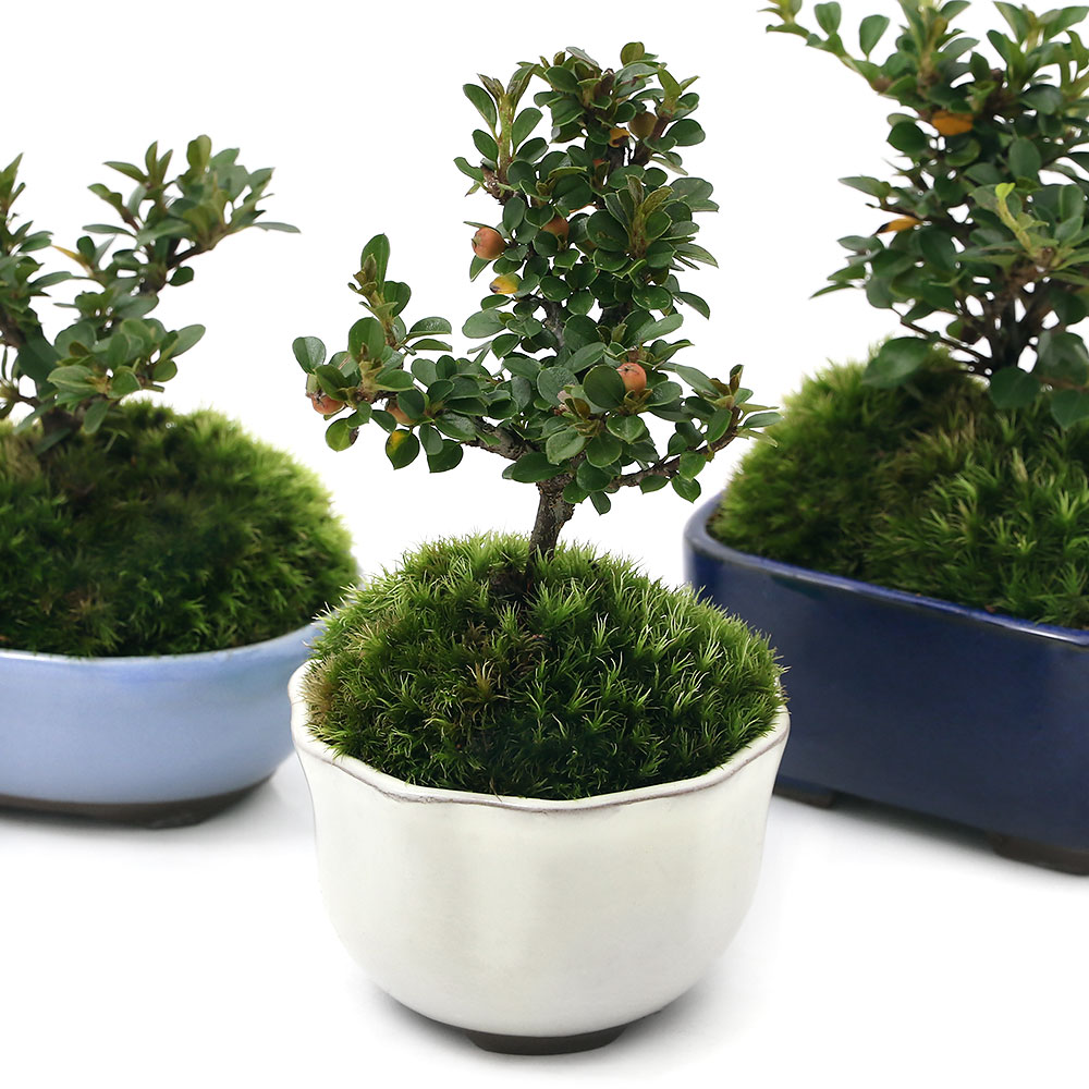 525円 爆買い新作 盆栽 苔盆栽 ヒメヒイラギ 姫柊 溶岩石鉢植え １鉢