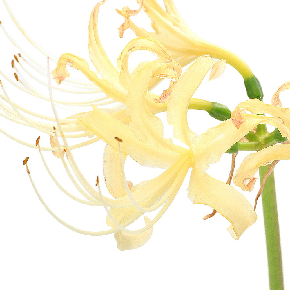 山野草 白花ヒガンバナ 白花彼岸花 ３号 １ポット 休眠株 今季一番