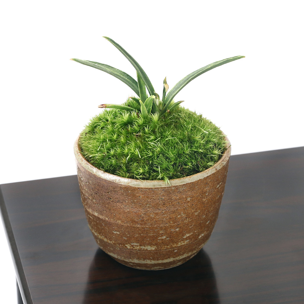 碧水　盆栽鉢　山野草 楽天市場】（山野草）苔盆栽 おまかせ山野草 豆鉢植え（3鉢