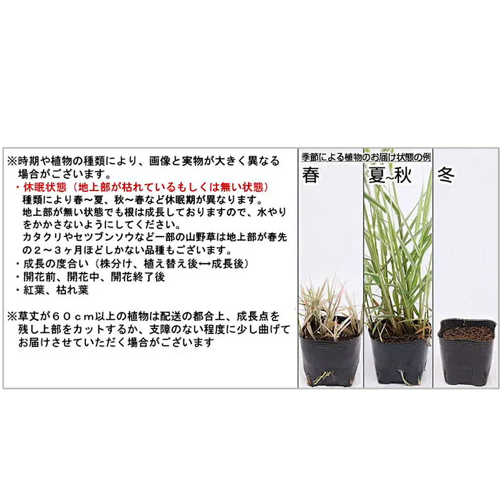 (盆栽)サクラ(桜)八房富士桜(ヤツブサフジザクラ)3号(1ポット)休眠株【HLS_DU】